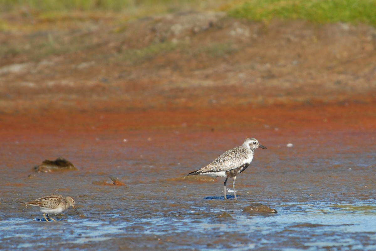 Black-bellied Plover - ML63303321