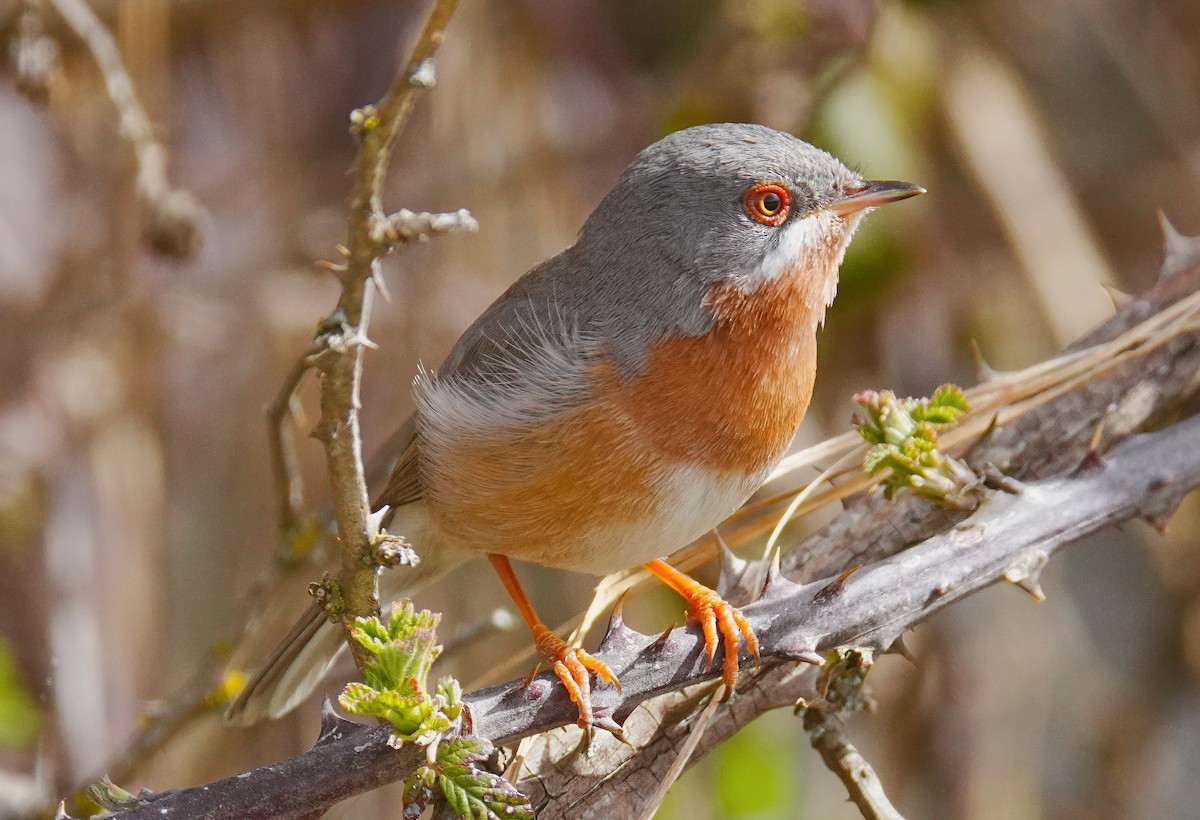 Western Subalpine Warbler - ML633033216