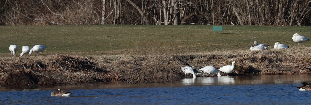 Snow Goose - ML633033386