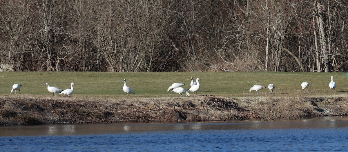 Snow Goose - ML633033387