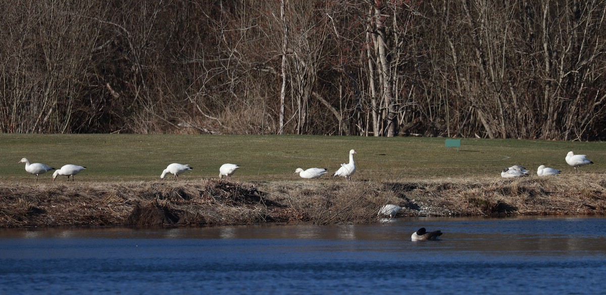 Snow Goose - ML633033394