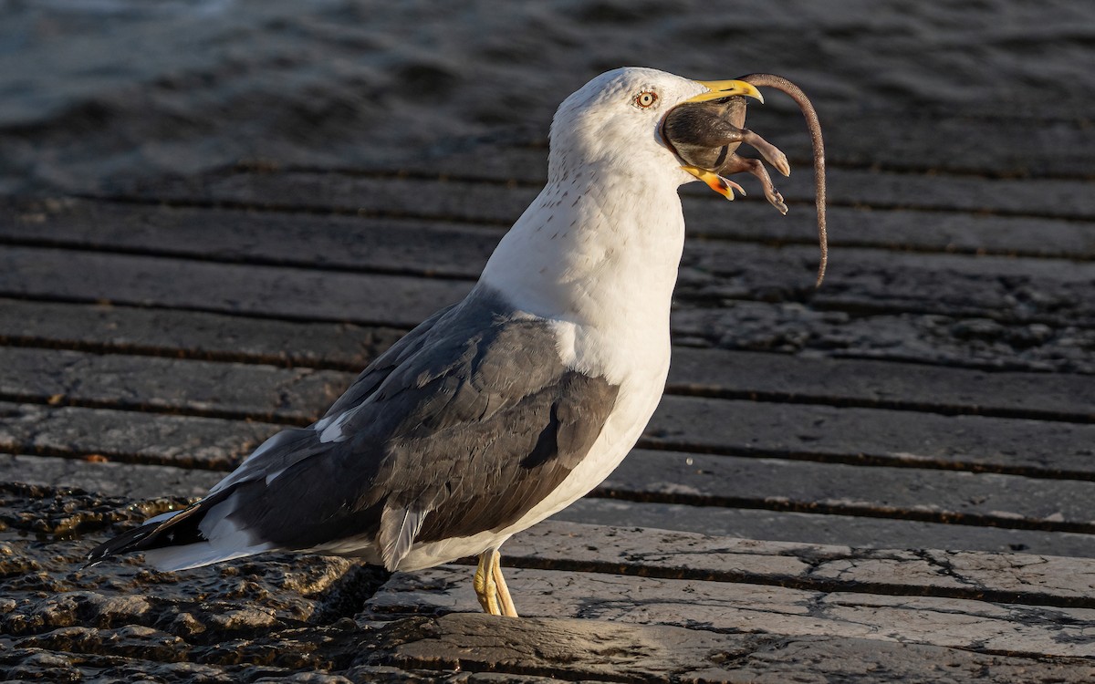 Lesser Black-backed Gull (intermedius/graellsii) - Wouter Van Gasse
