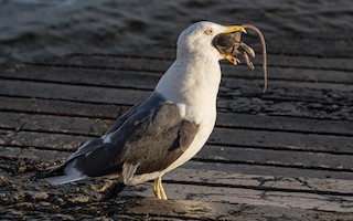 ニシセグロカモメ（intermedius／graellsii） - eBird