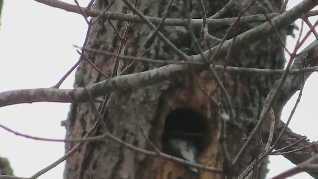 Red-bellied Woodpecker - ML633033425