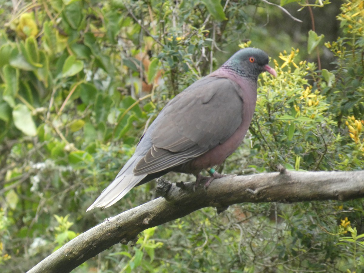 Laurel Pigeon - ML633033581