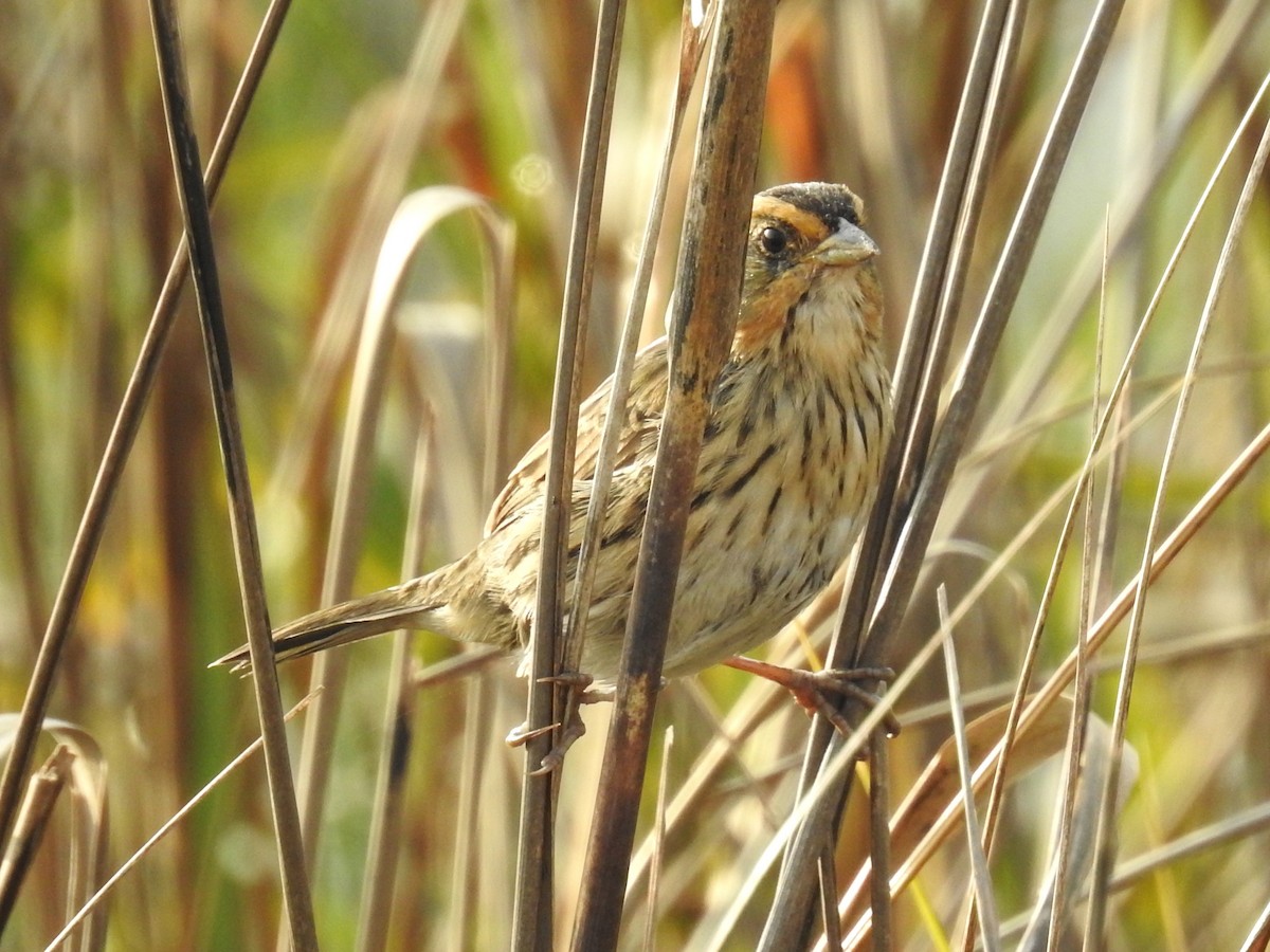 Bruant à queue aiguë - ML633033653