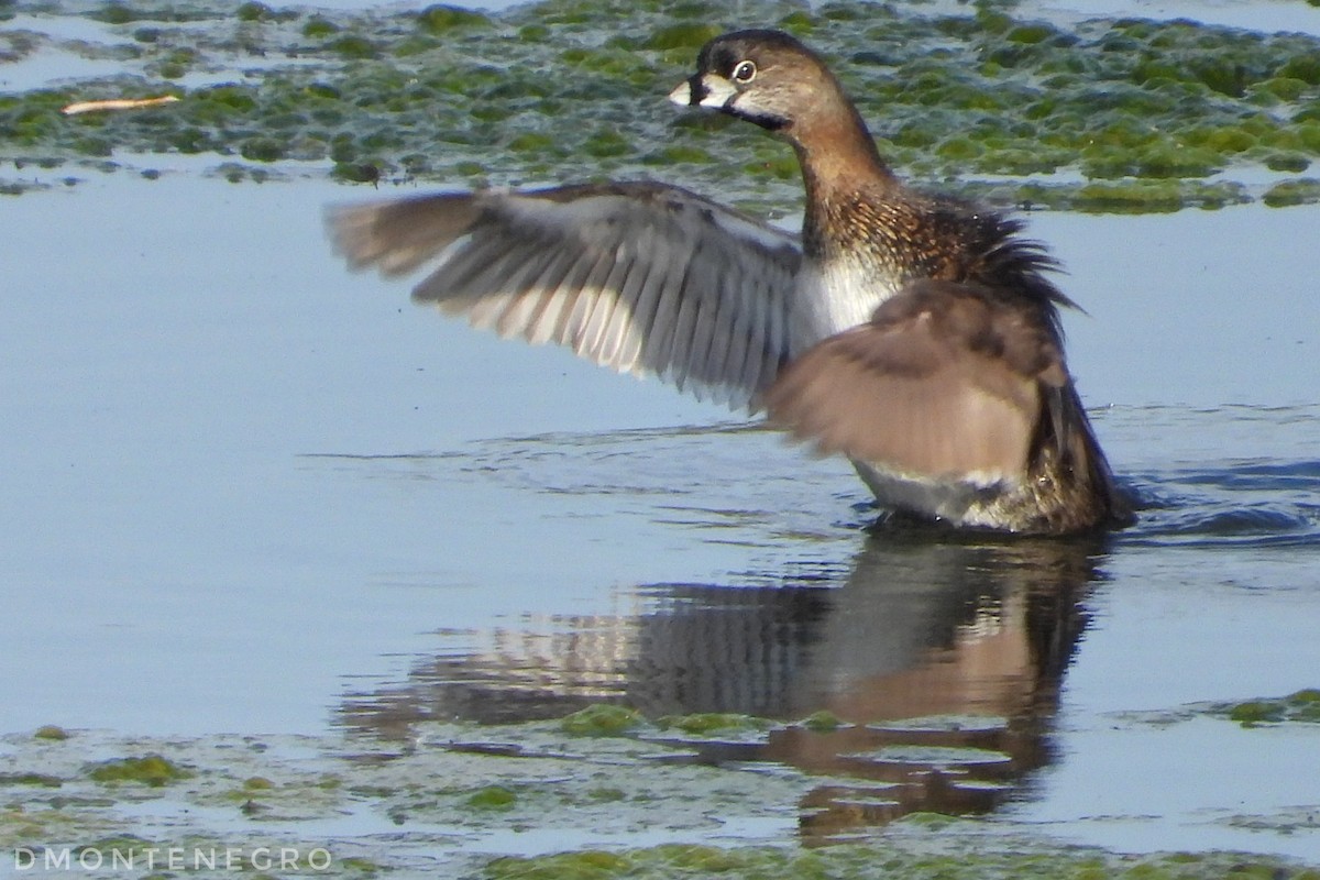 Pied-billed Grebe - ML633033667