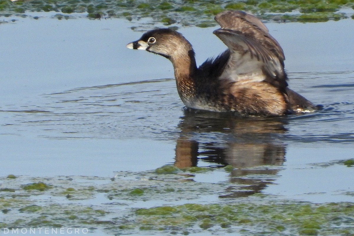 Pied-billed Grebe - ML633033674