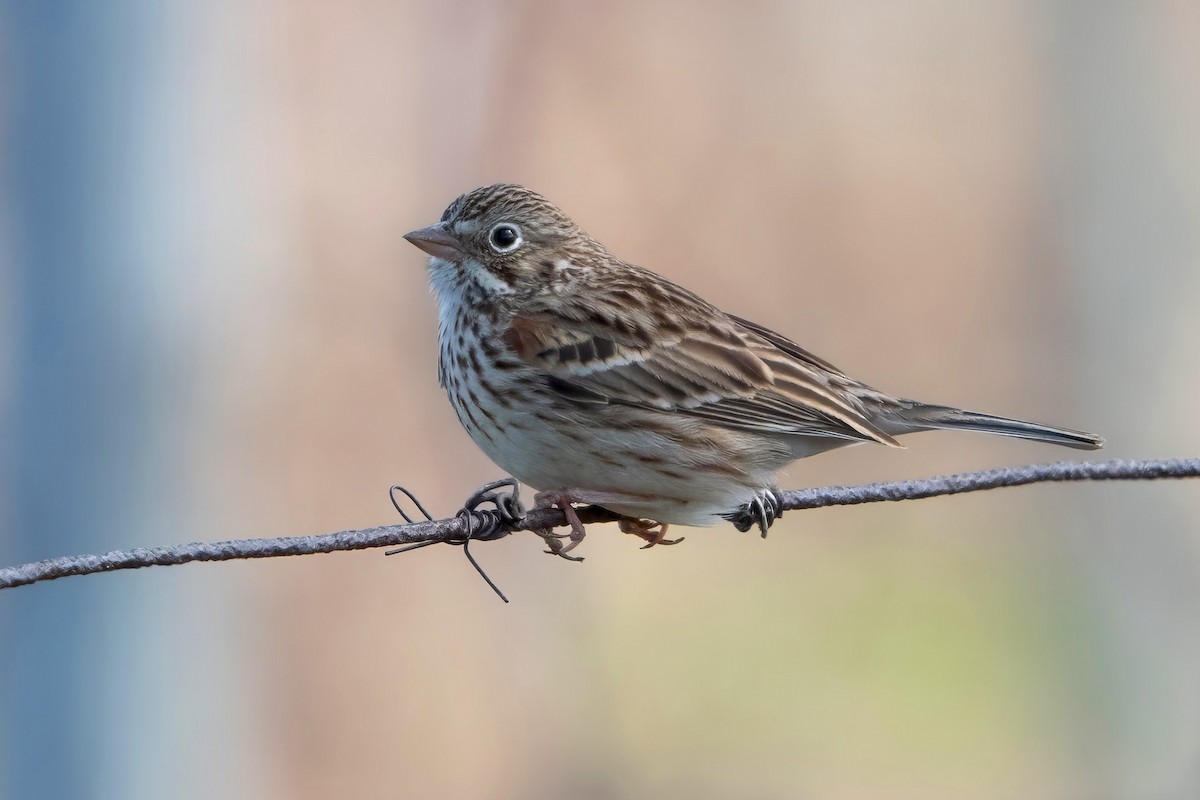Vesper Sparrow - Sue Barth