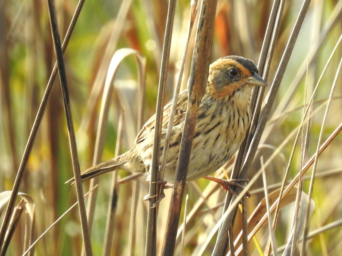 Bruant à queue aiguë - ML633033692