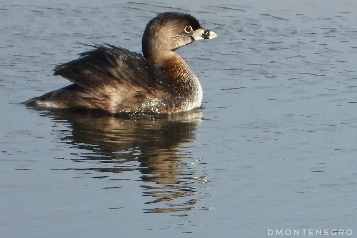 Pied-billed Grebe - ML633033695