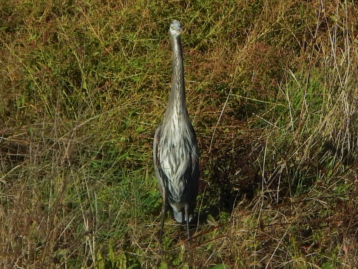 Great Blue Heron - ML63303371