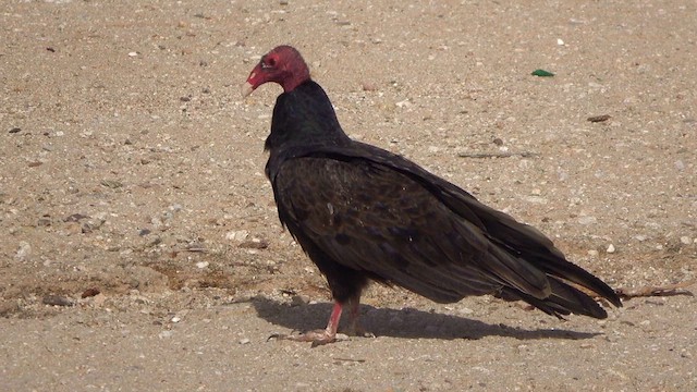 Turkey Vulture - ML633033713