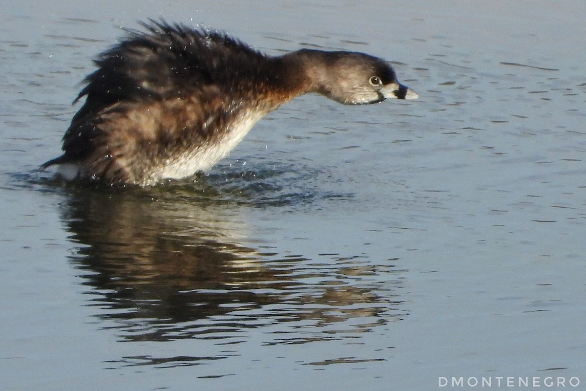 Pied-billed Grebe - ML633033714