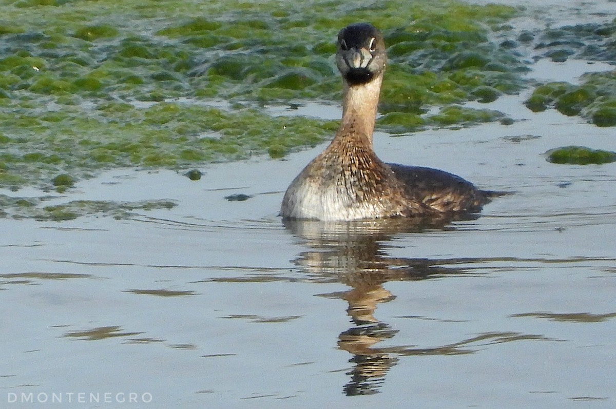 Pied-billed Grebe - ML633033723