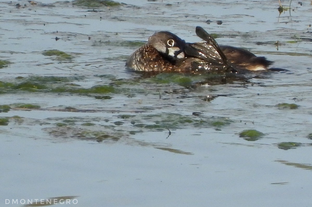 Pied-billed Grebe - ML633033735