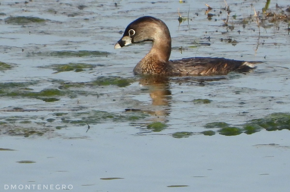 Pied-billed Grebe - ML633033740