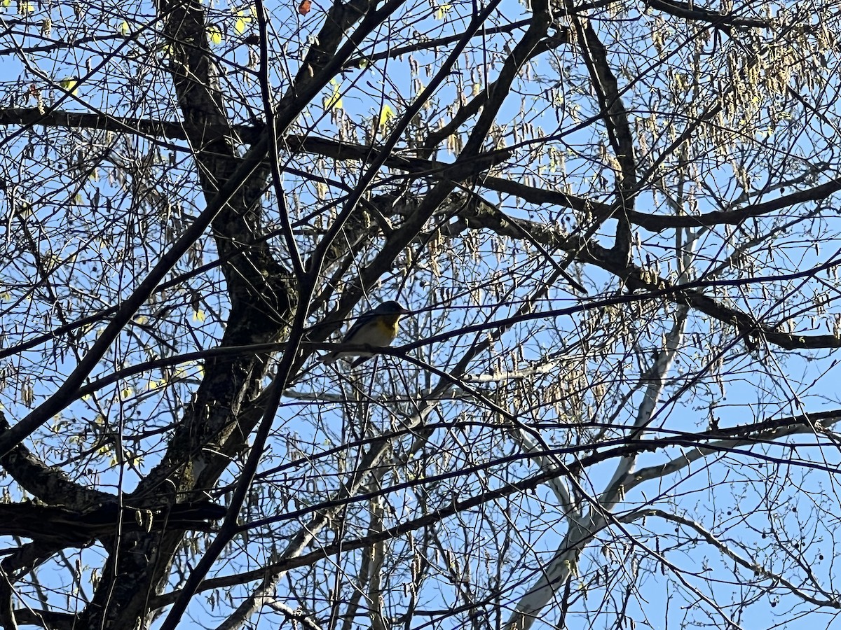 Northern Parula - ML633033744