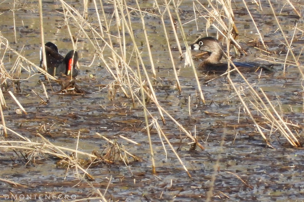 Pied-billed Grebe - ML633033745