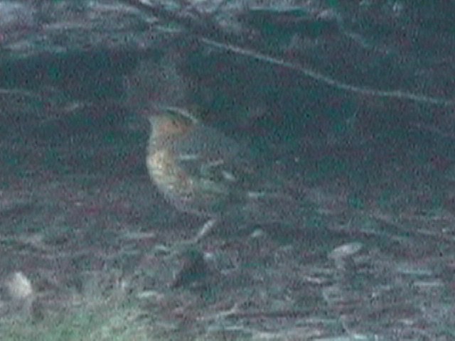 Varied Thrush - ML633033753