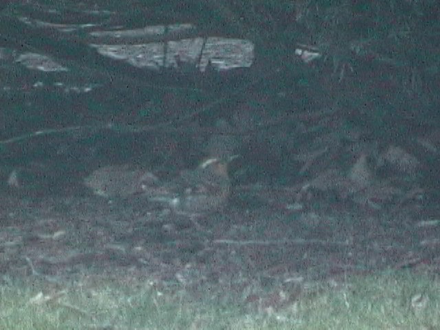 Varied Thrush - ML633033754