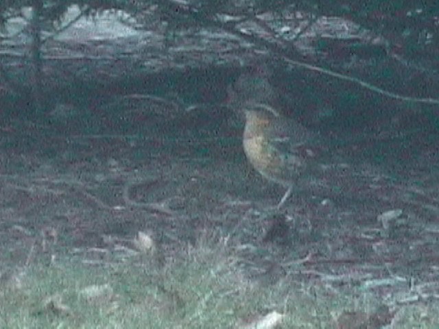 Varied Thrush - ML633033755