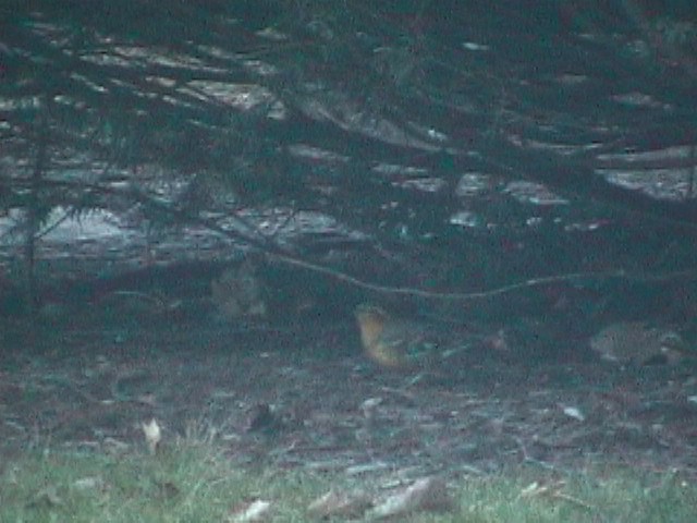 Varied Thrush - ML633033756