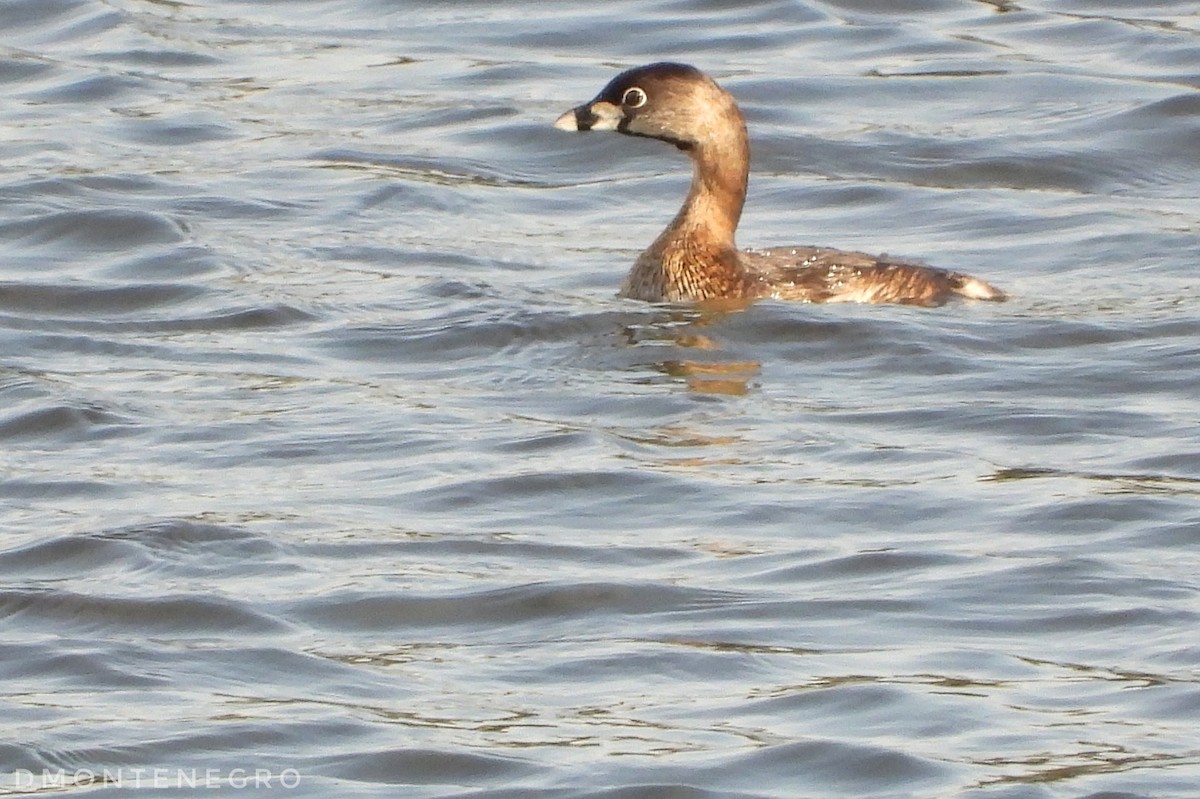 Pied-billed Grebe - ML633033760