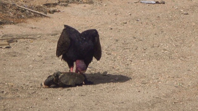Turkey Vulture - ML633033764