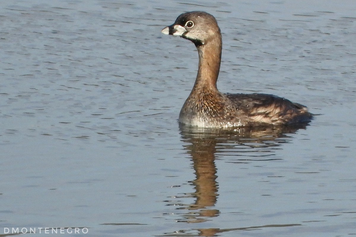 Pied-billed Grebe - ML633033772