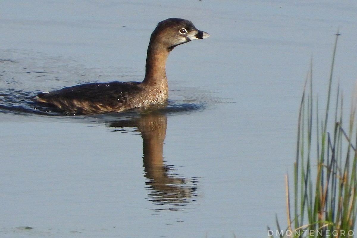 Pied-billed Grebe - ML633033780