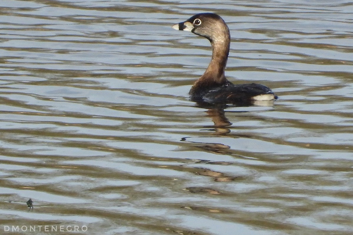 Pied-billed Grebe - ML633033783