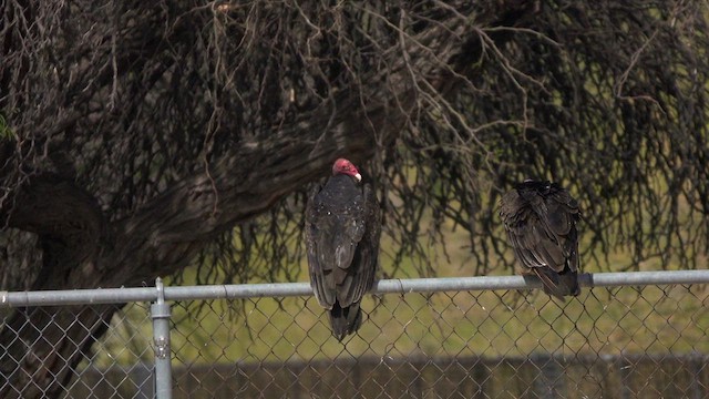 Turkey Vulture - ML633033849