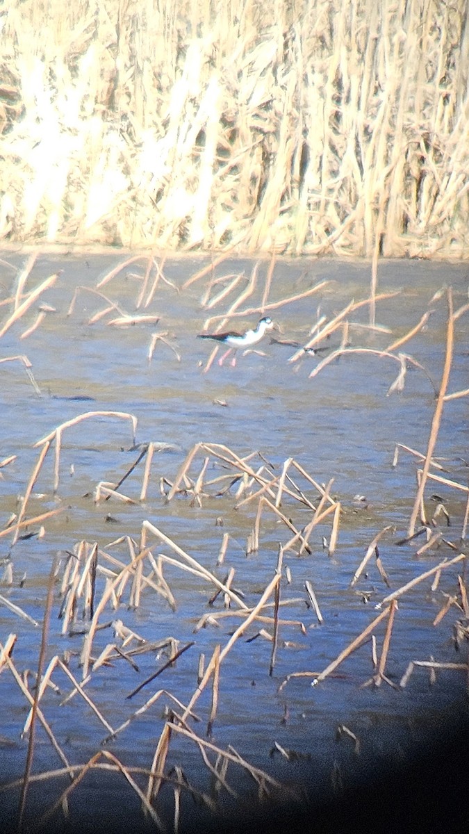 Black-necked Stilt - ML633033863