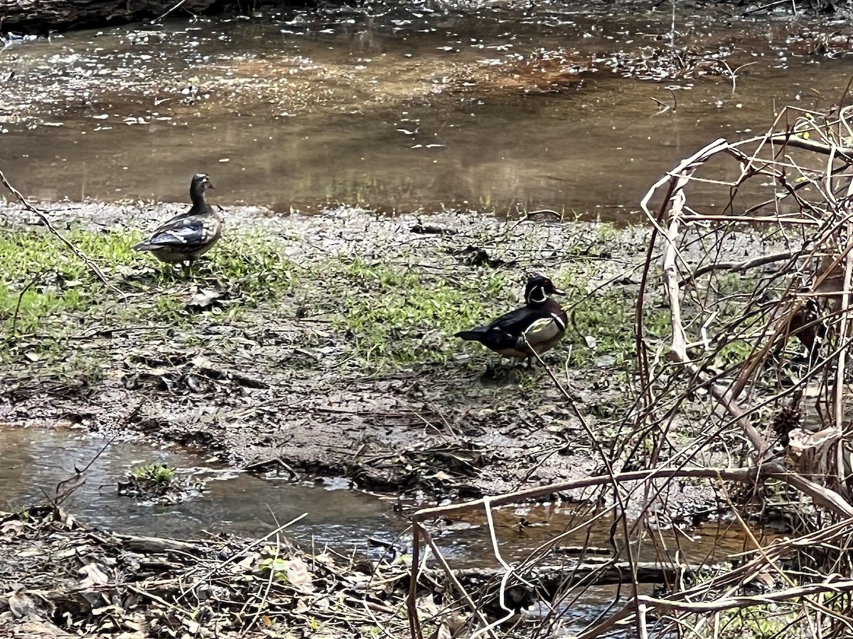 Wood Duck - ML633033880