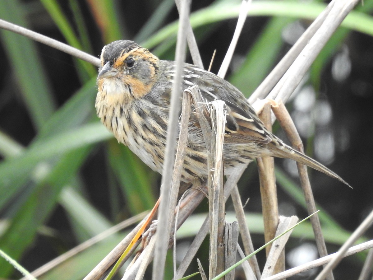 Bruant à queue aiguë - ML633033994