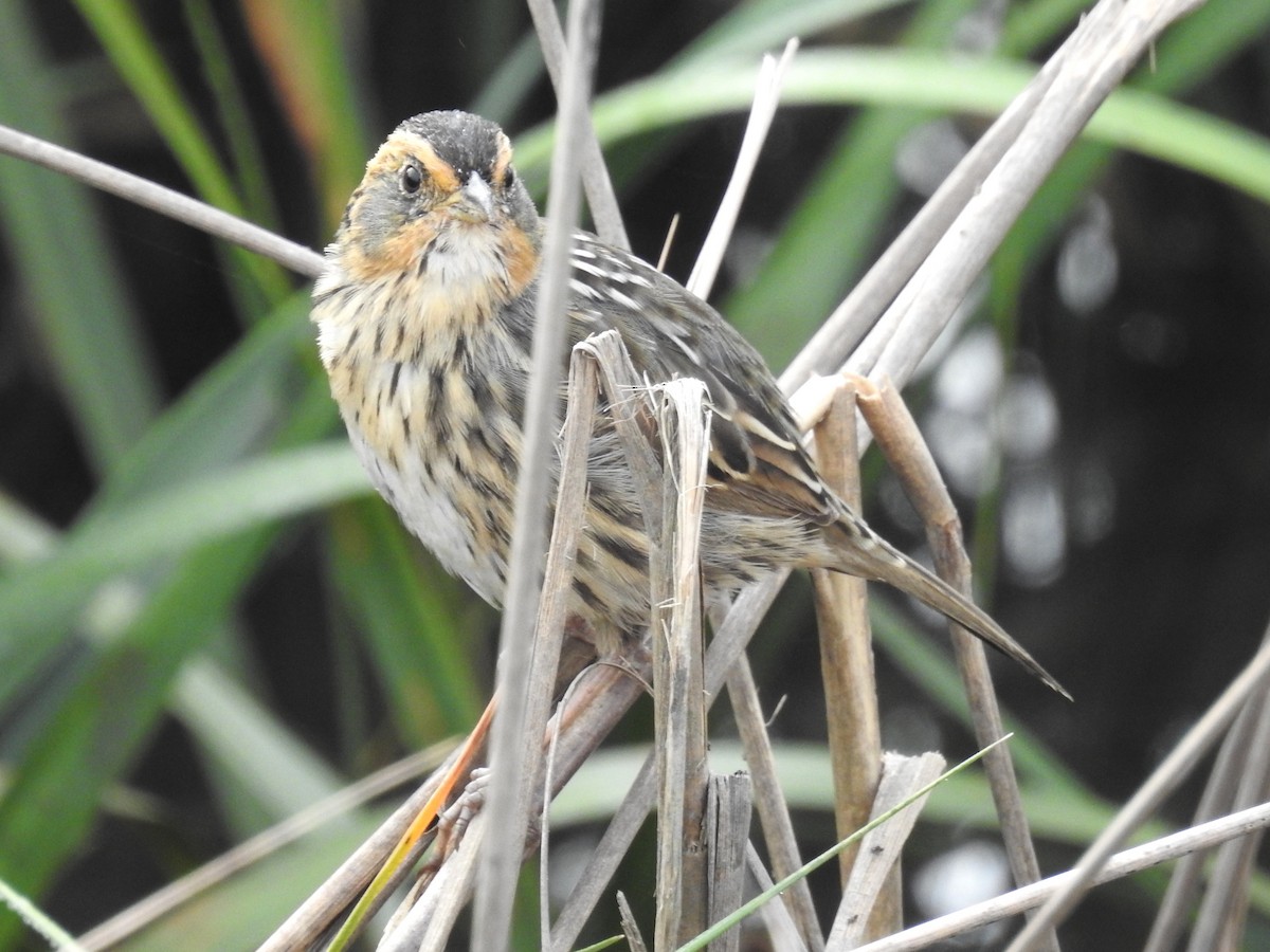 Bruant à queue aiguë - ML633034013
