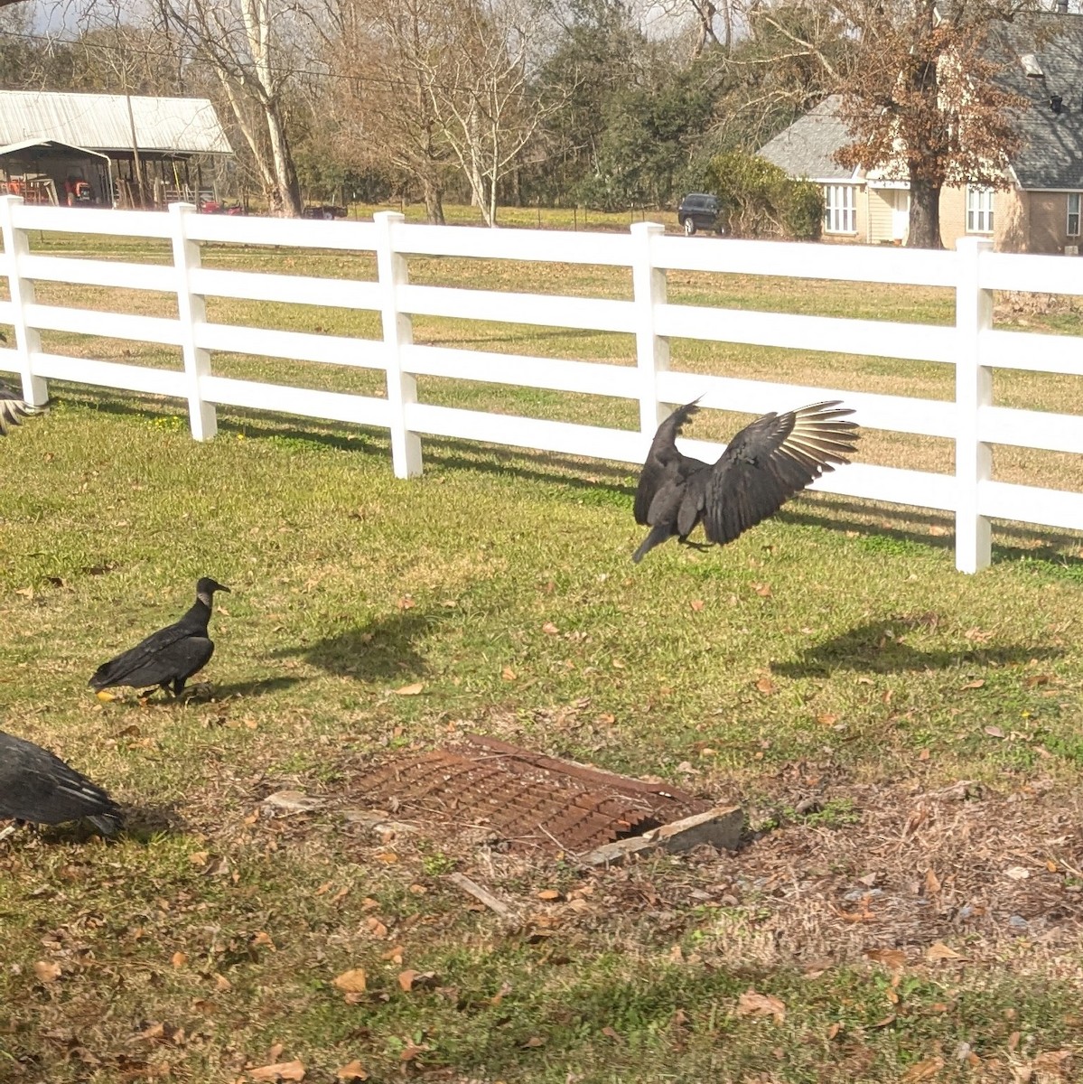 Black Vulture - ML633034018