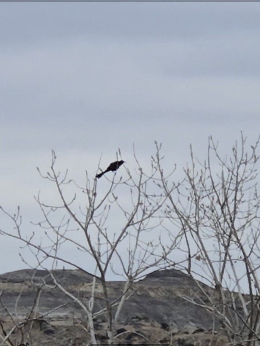 Great-tailed Grackle - ML633034127
