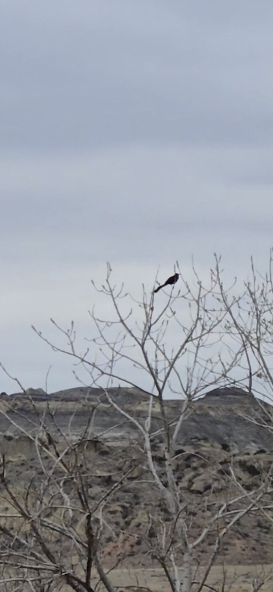 Great-tailed Grackle - ML633034128
