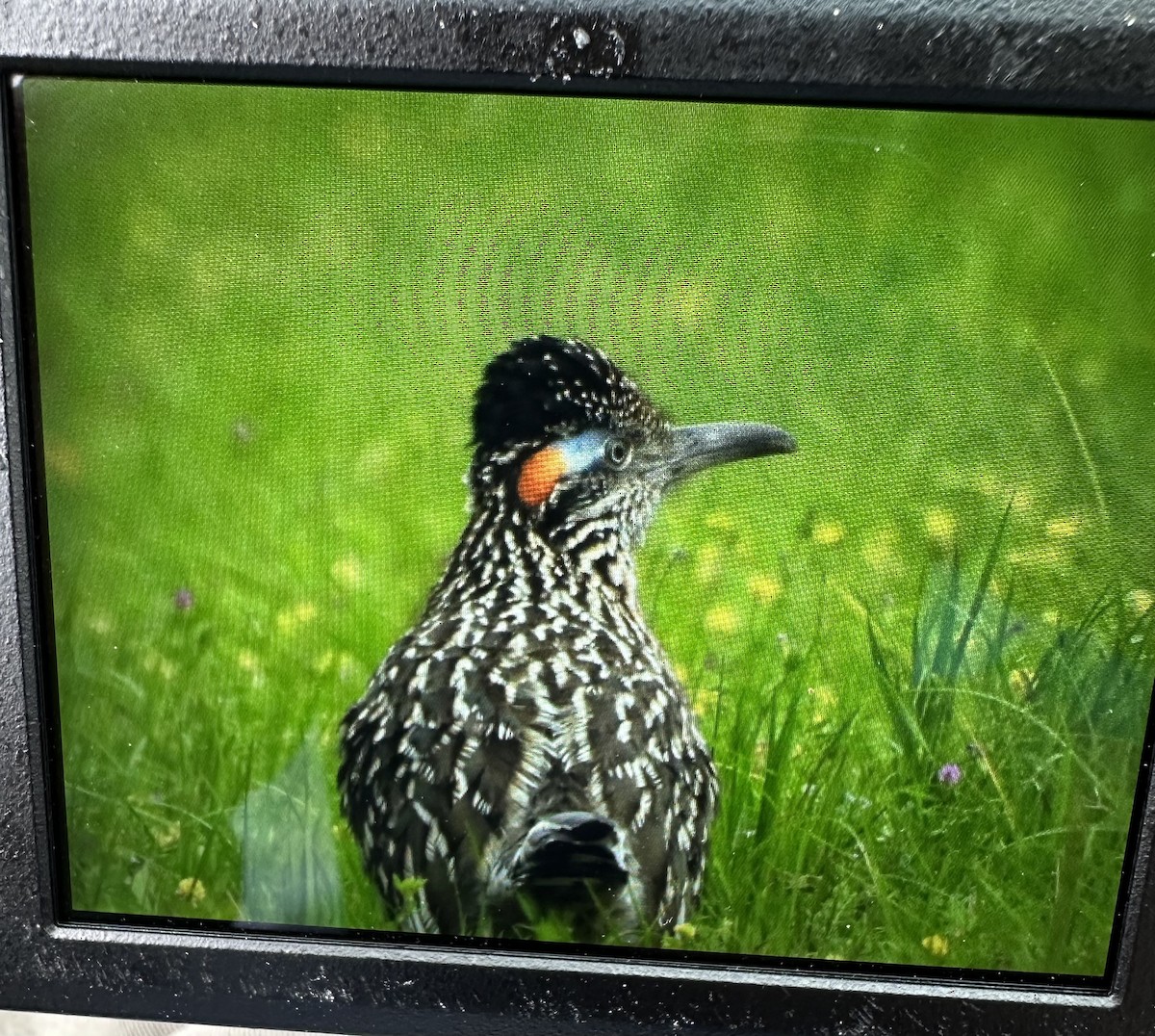 Greater Roadrunner - ML633034169