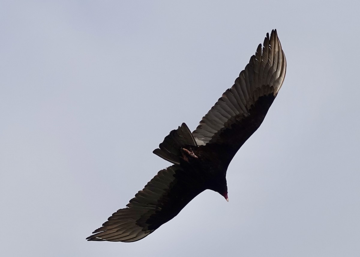 Turkey Vulture - ML633034398