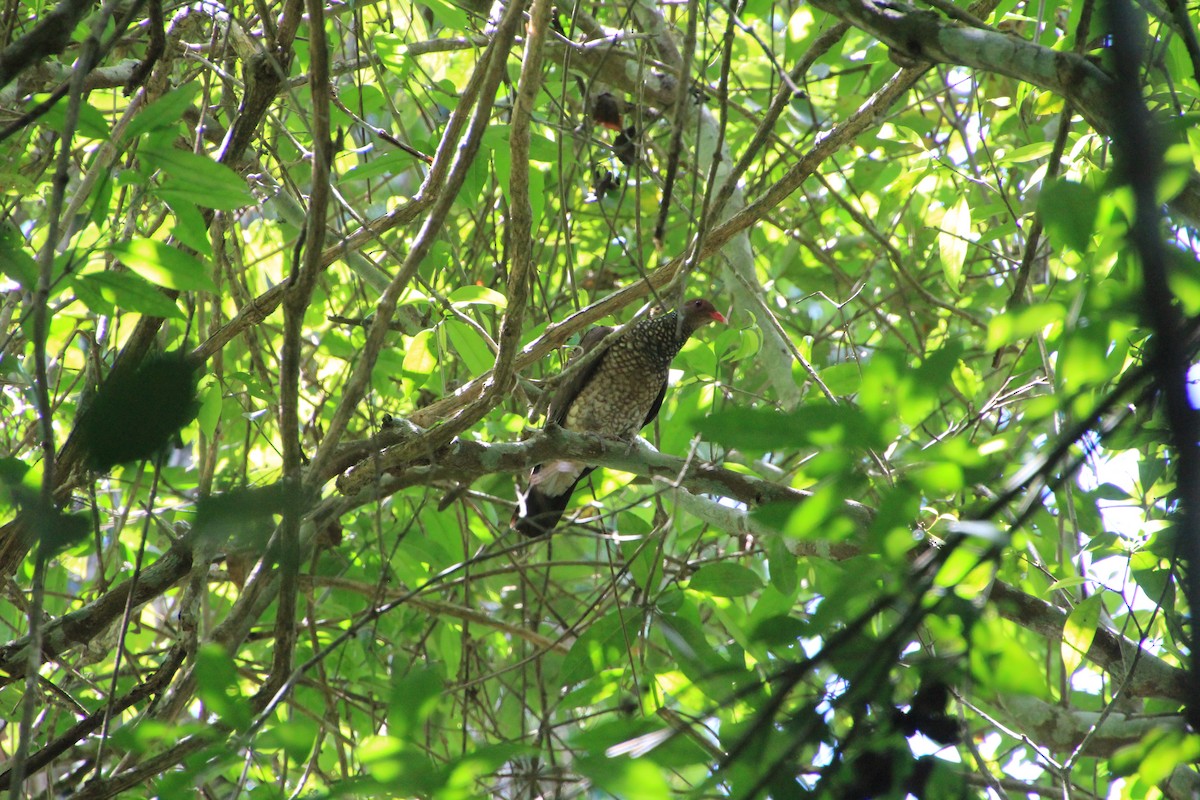 Scaled Pigeon - ML633034402
