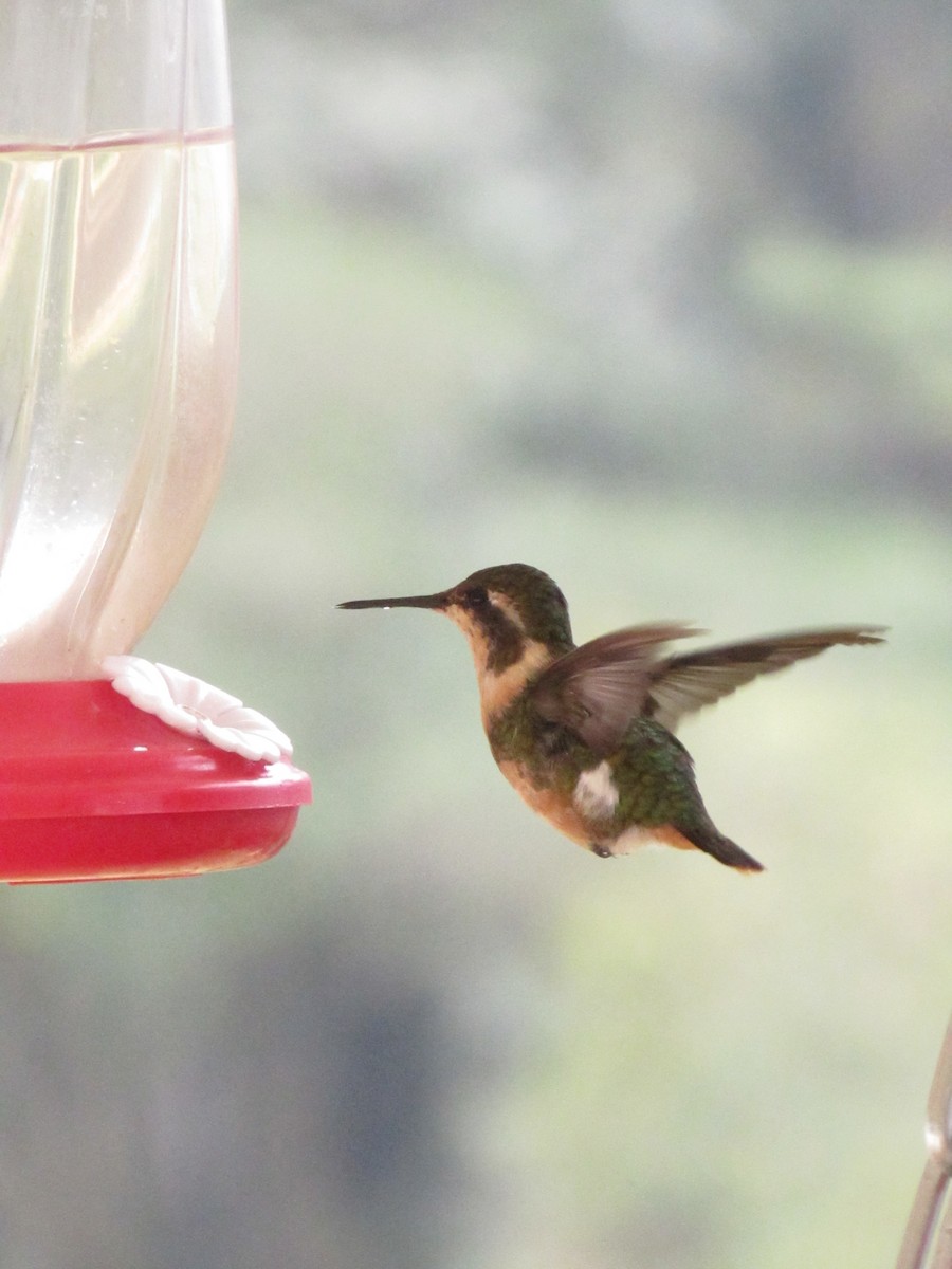 Rufous-shafted Woodstar - ML633034450