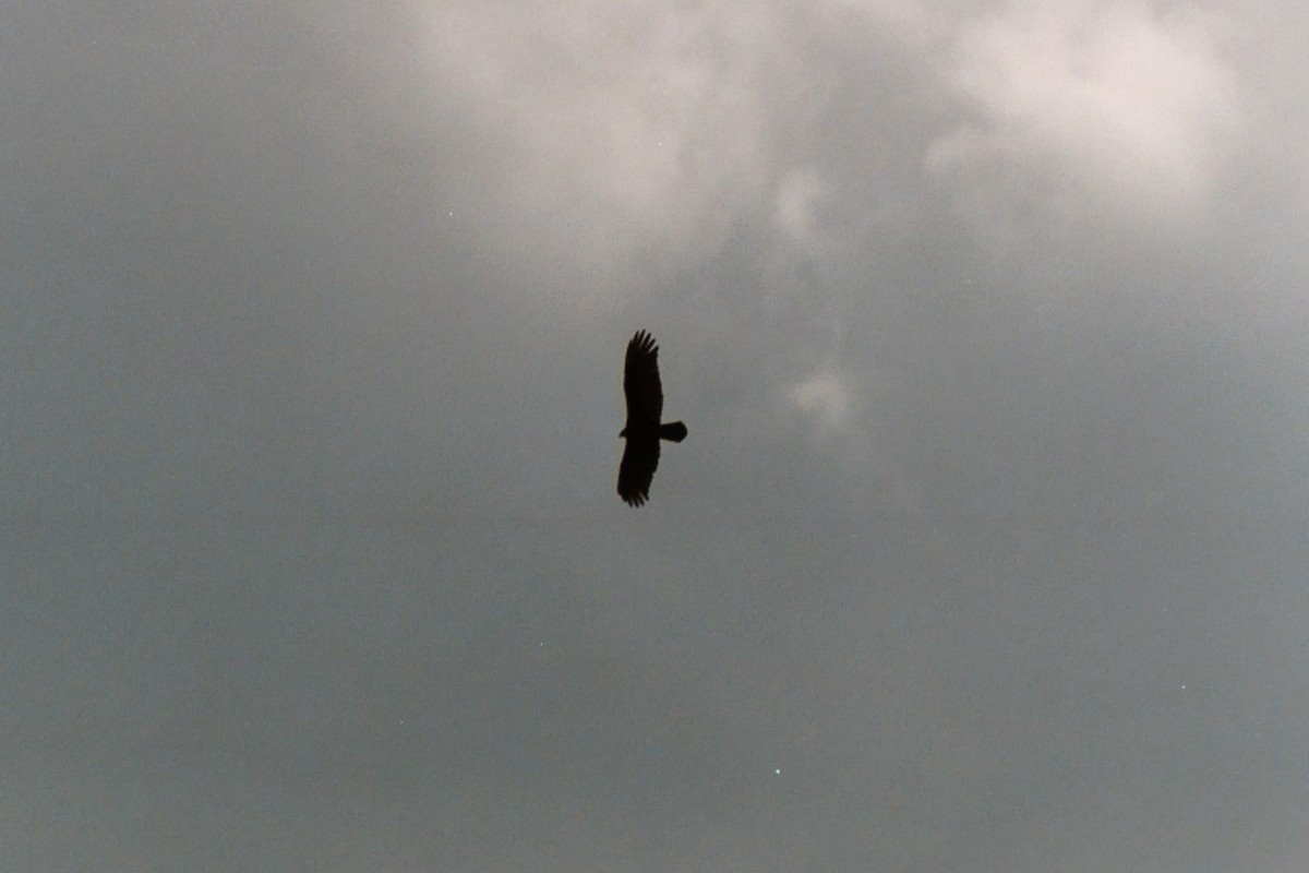 Turkey Vulture - ML633034572