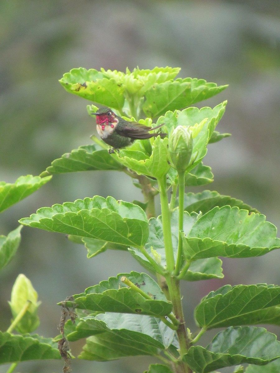 Rufous-shafted Woodstar - ML633034640