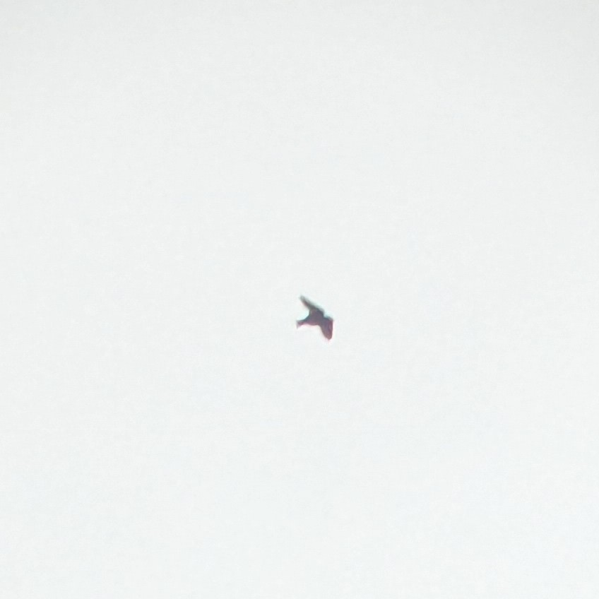 Purple Martin - ML633034702