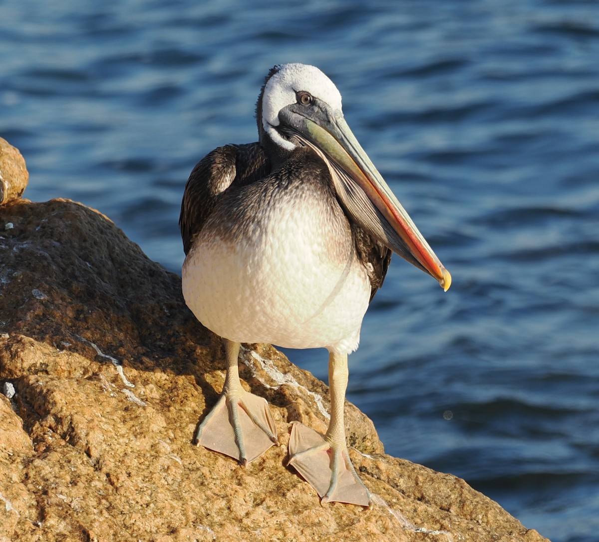 Peruvian Pelican - ML633034733