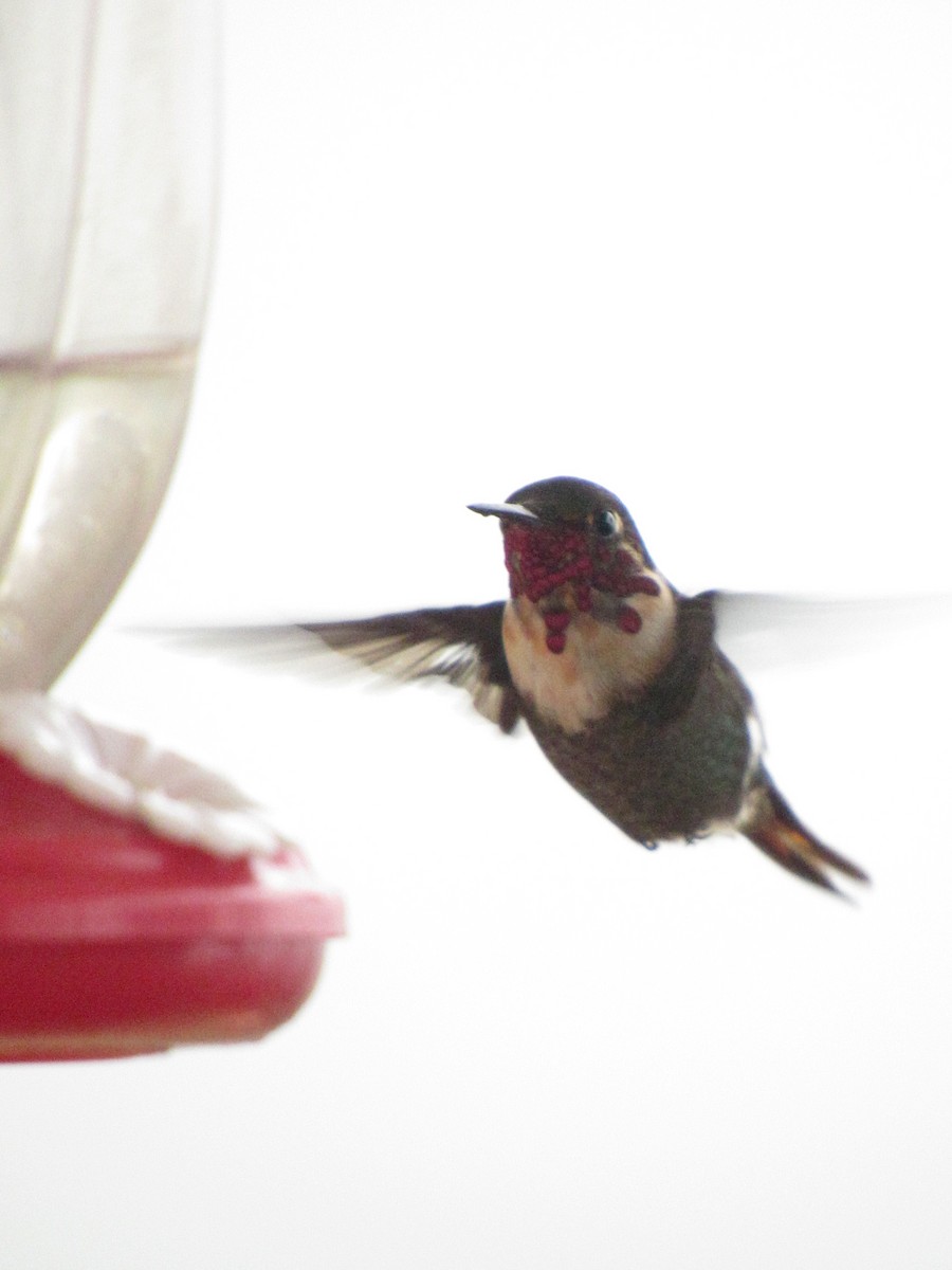 Rufous-shafted Woodstar - ML633034780