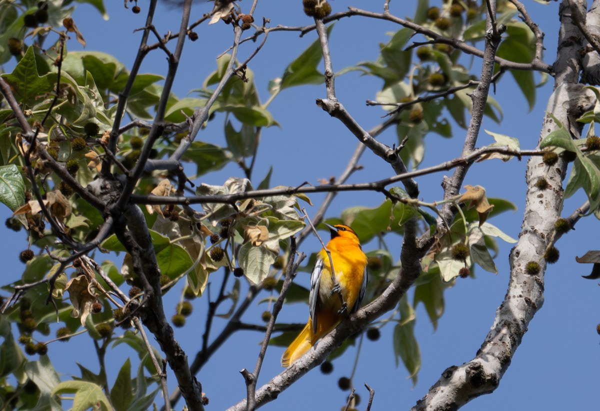 Bullock's Oriole - ML633034828